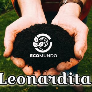 Leonardita